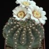 Gymnocalycium_quehlianum